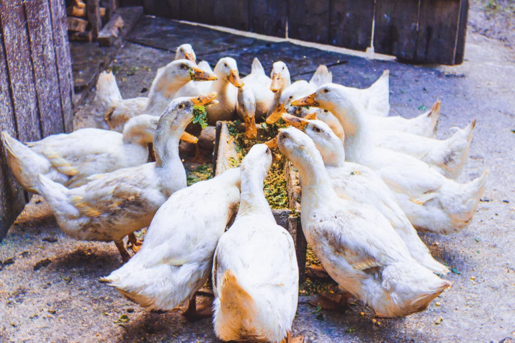 Bebek-bebek yang sedang menyantap pakannya