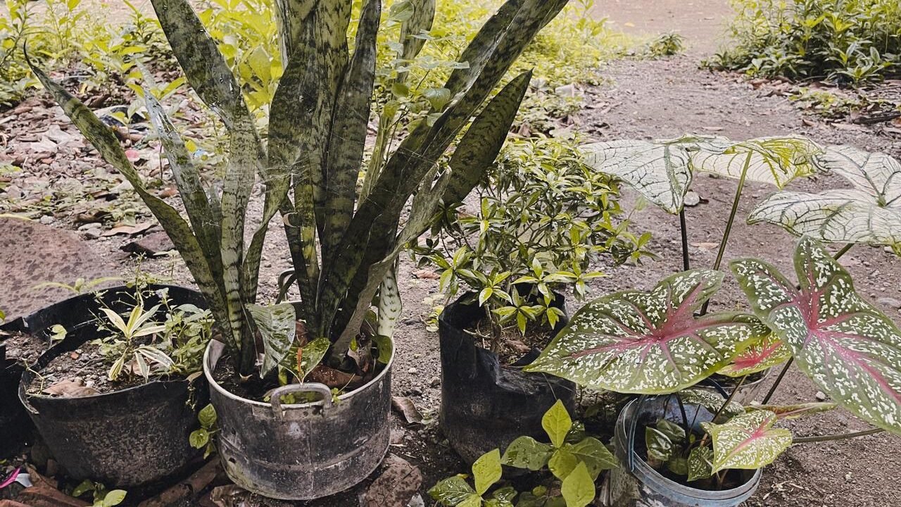 tanaman dari jelly popok