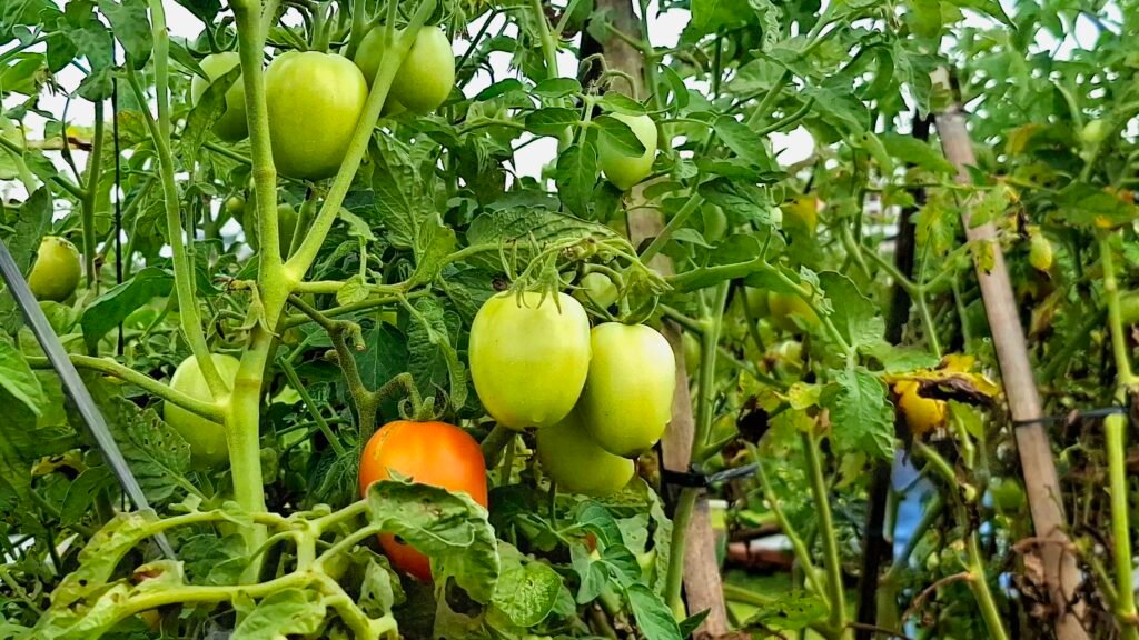 Tanaman tomat yang tumbuh di area urban farming KHACE Kota Malang sebagai bagian dari konsep from farm to table.