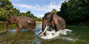 Gajah-gajah di Desa Tangkahan