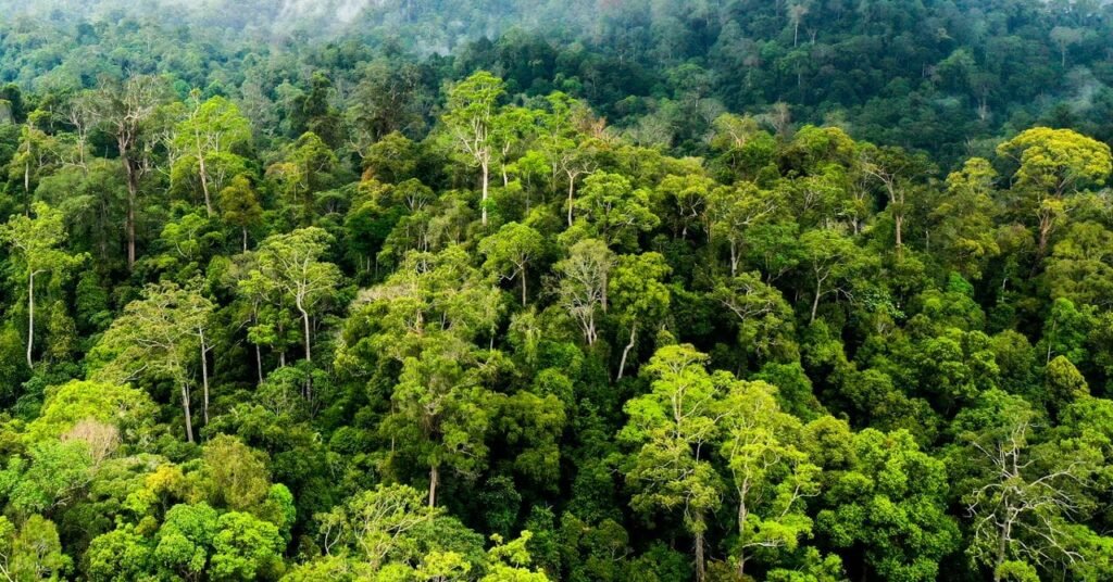 Hutan Indonesia